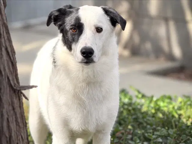 Luna - Border Collie
