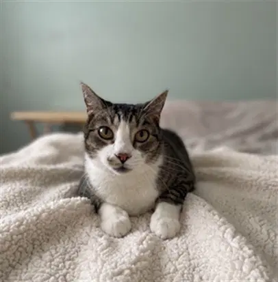 Tommy - Domestic Short Hair