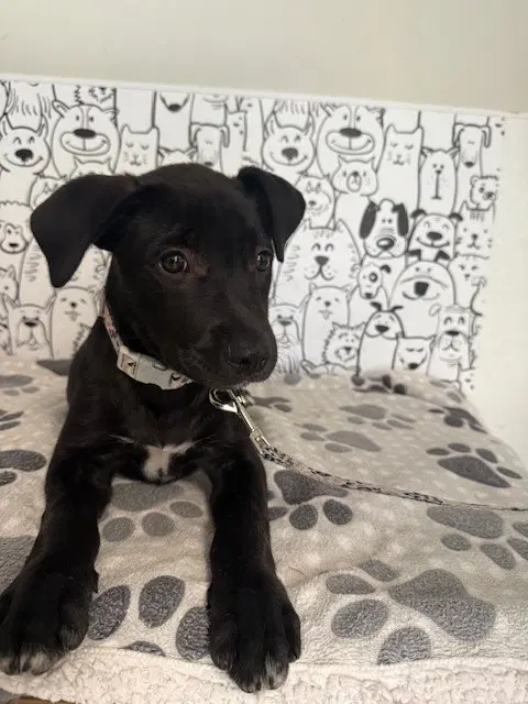 Ivy - Labrador Retriever