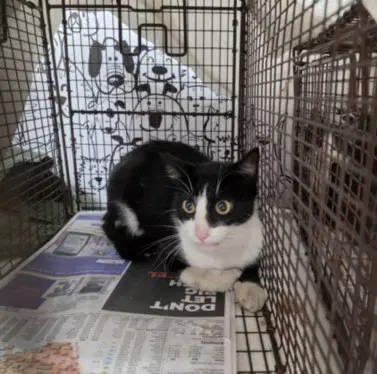 Zelda - Domestic Short Hair