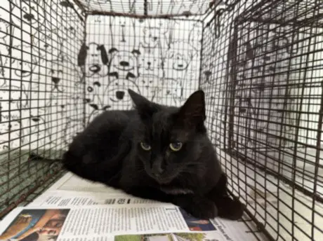 Mimi - Domestic Short Hair
