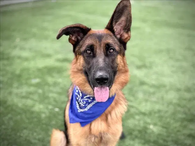 Charlie Brown - German Shepherd Dog