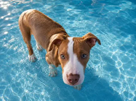 Mills - Pit Bull Terrier