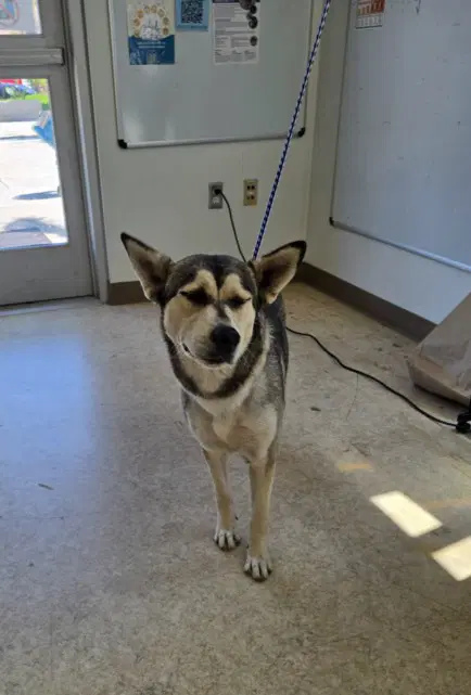 Stacy - Husky