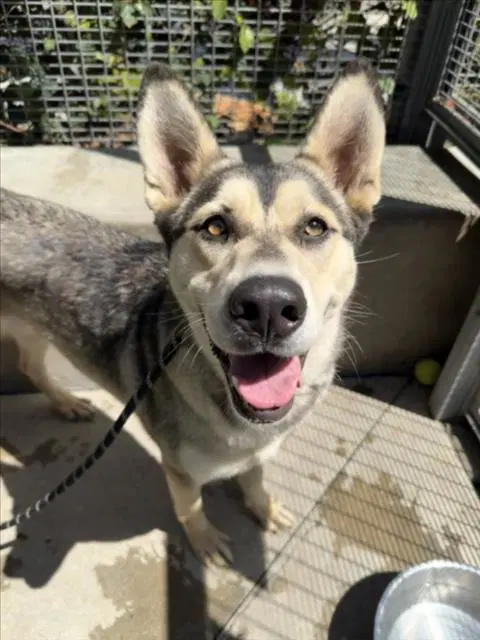 Stacy - Husky