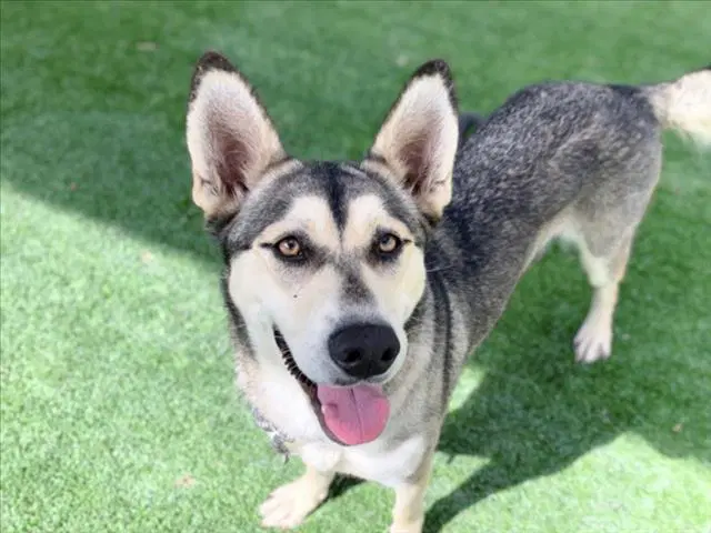Stacy - Husky