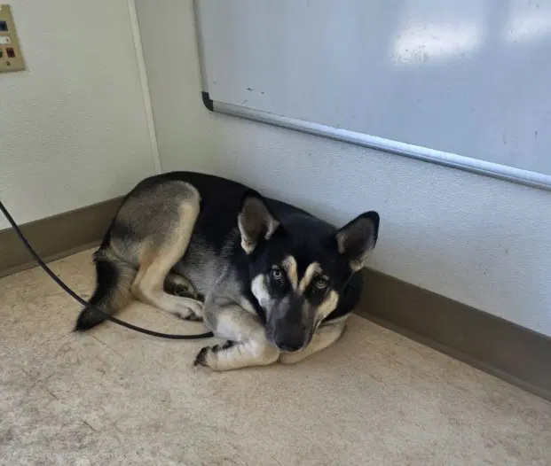 Maverick - Husky