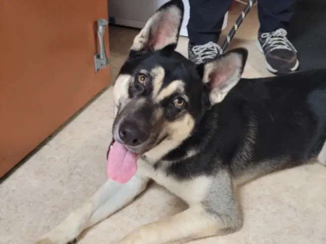 Maverick - German Shepherd Dog