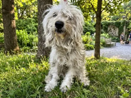 Dolly Parton - Poodle (Miniature)