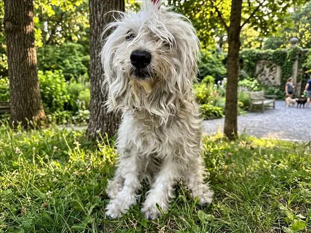 Dolly Parton - Poodle (Miniature)