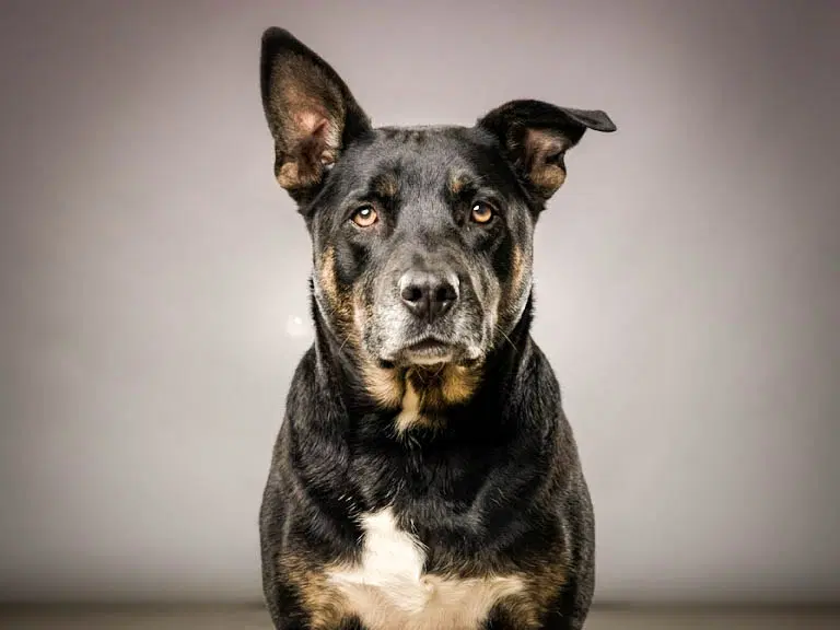 Nova - Rottweiler