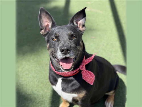 NOVA, a dog for adoption from Harbor Animal Care and Control Center