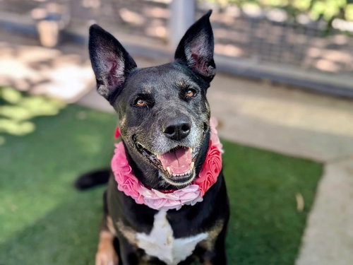 Nova, Rottweiler / German Shepherd Dog / Mixed (medium coat)
