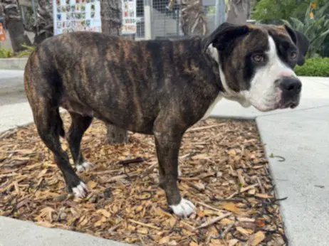 Tigeresa - Pit Bull Terrier