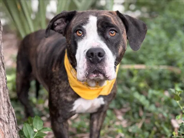 Tigeresa - Pit Bull Terrier