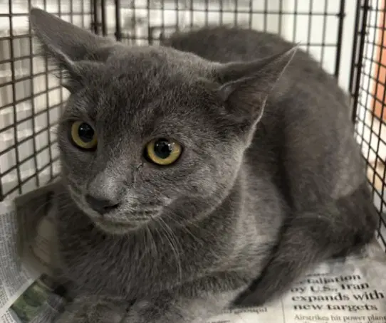 Unknown - Domestic Short Hair