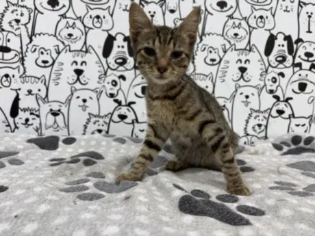 Stripes - Domestic Short Hair