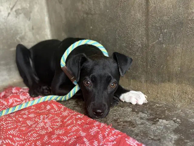 Anastasia - Pit Bull Terrier