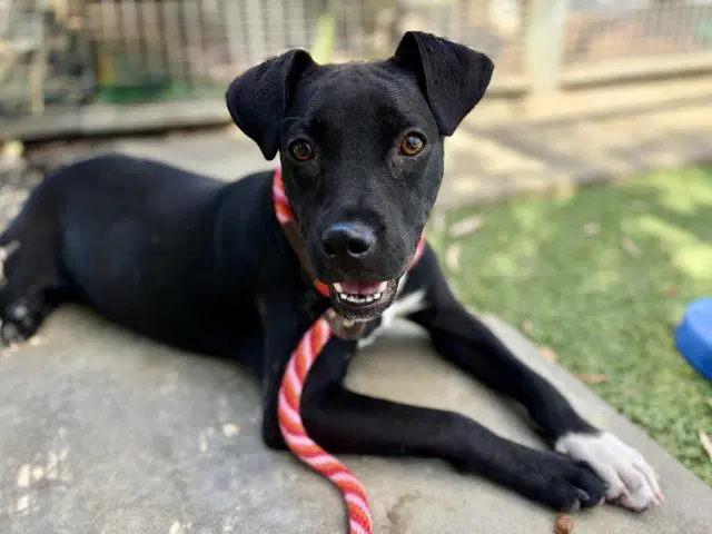 Anastasia - Pit Bull Terrier