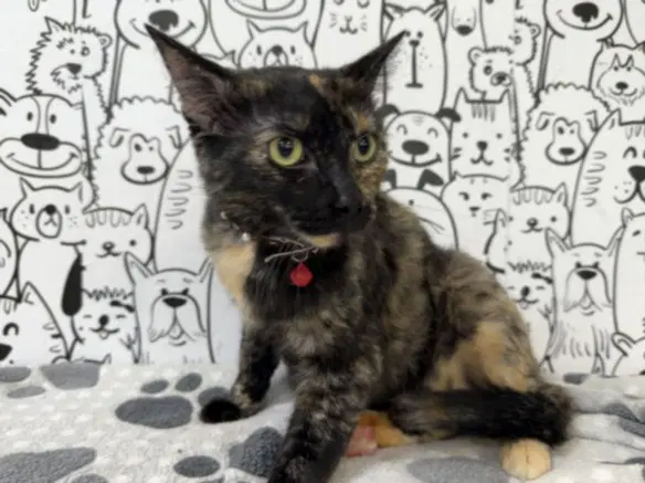 Belle - Domestic Short Hair