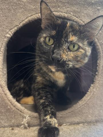 BELLE, a cat for adoption from Harbor Animal Care and Control Center