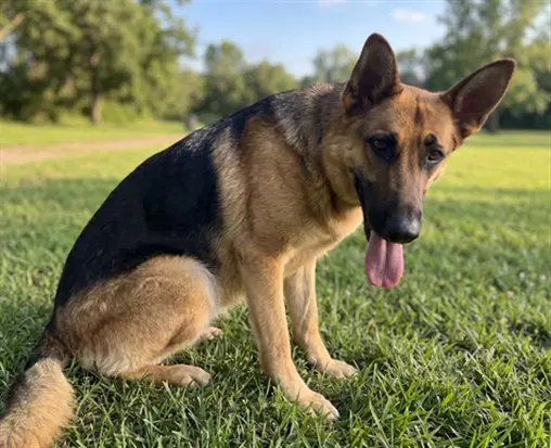 Flora - German Shepherd Dog