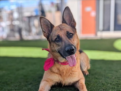Flora, German Shepherd Dog (medium coat)