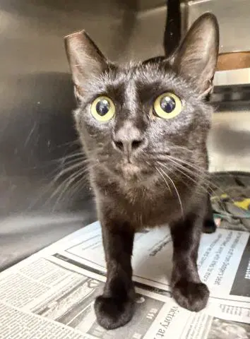 Liberty - Domestic Short Hair