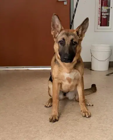Lola - German Shepherd Dog