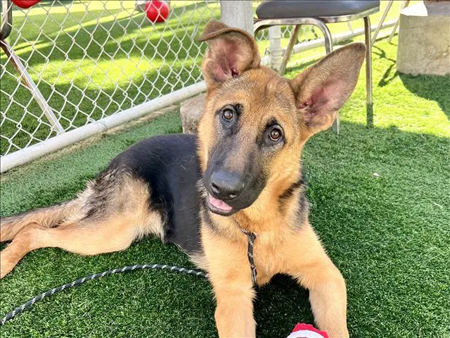 Bugs - German Shepherd Dog