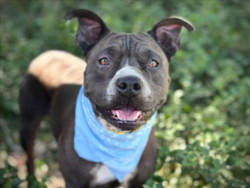 Nova, Pit Bull Terrier (medium coat)