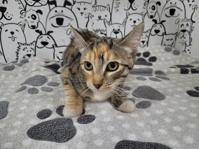 Jewel - Domestic Short Hair