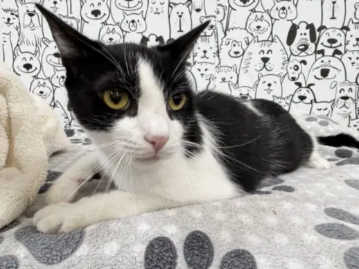 Cookie - Domestic Short Hair