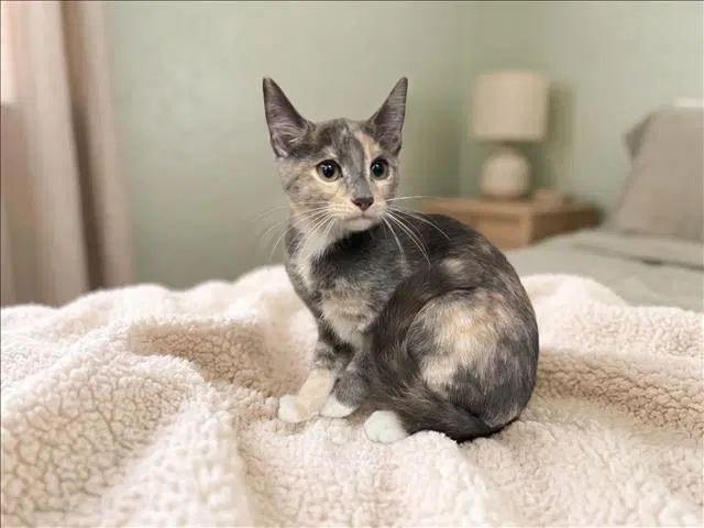 Unknown - Domestic Short Hair
