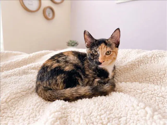Unknown - Domestic Short Hair