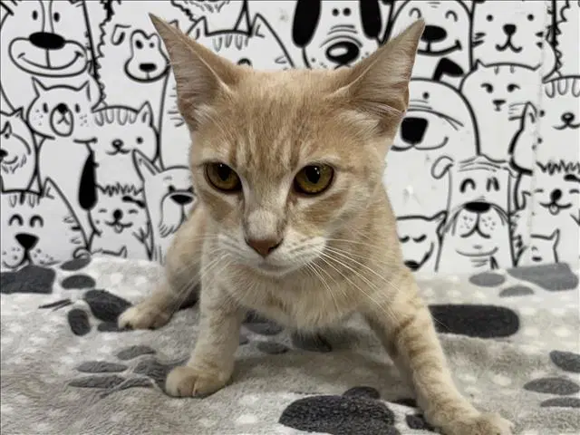 Luna - Domestic Short Hair