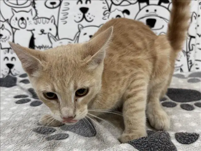Unknown - Domestic Short Hair