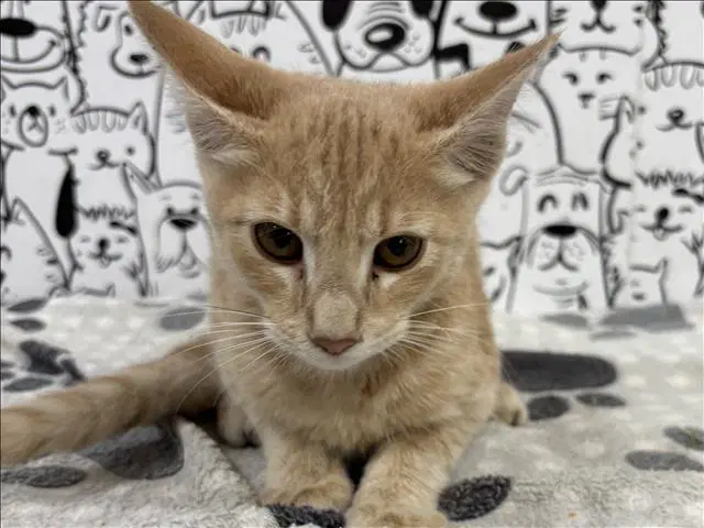 Unknown - Domestic Short Hair