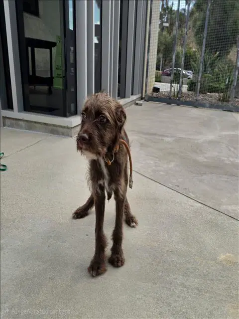 Major - Poodle (Standard)