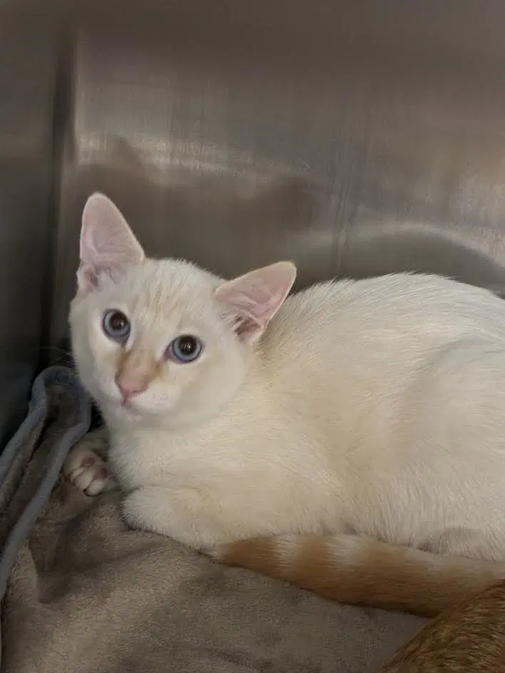 Unknown - Siamese
