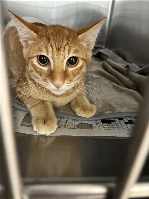 Unknown - Domestic Short Hair