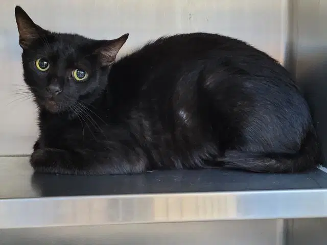 Artemis - Domestic Short Hair