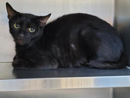 ARTEMIS, a cat for adoption from Harbor Animal Care and Control Center