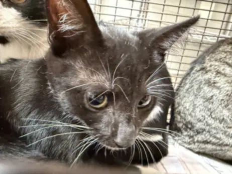 Unknown - Domestic Short Hair