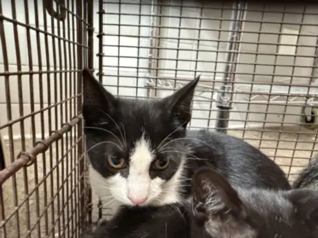 Unknown - Domestic Short Hair
