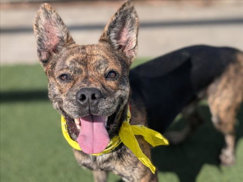 RADAR, a dog for adoption from Harbor Animal Care and Control Center