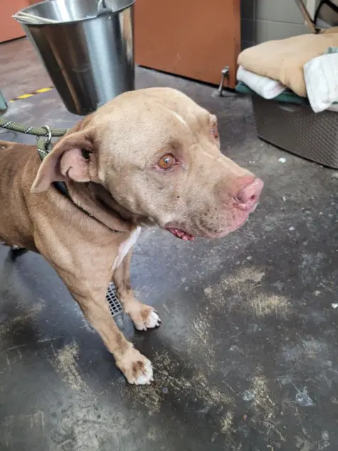 Gerald - Pit Bull Terrier