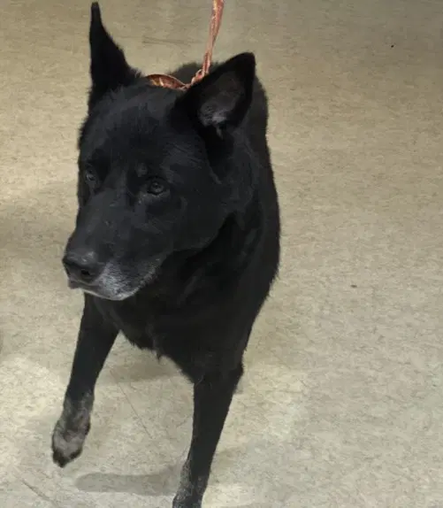 Bosco - German Shepherd Dog