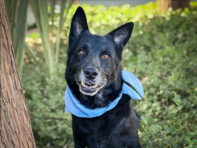 Bosco - German Shepherd Dog