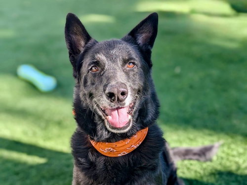Bosco, German Shepherd Dog / Mixed (medium coat)